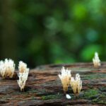 life-in-nature-AZ6ERR9